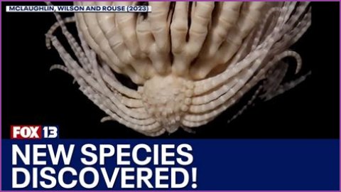Unveiling The World's Dimmest: Discoveries In Animal Intelligence